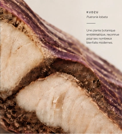 Racine de kudzu coupée, Pueraria lobata : une plante botanique emblématique